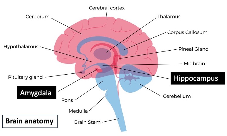 Brain anatomy